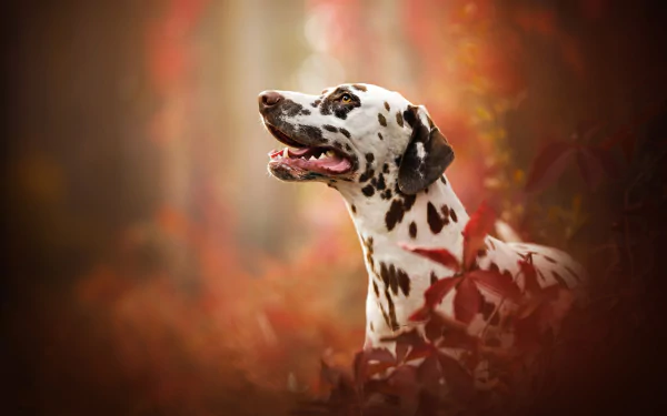 A Dalmatian dog surrounded by blurred fall foliage, captured in an HD desktop wallpaper featuring warm autumn colors and soft focus.