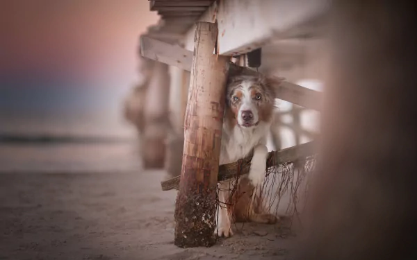 HD desktop wallpaper featuring a depth of field shot of an Australian Shepherd dog peeking through wooden beach pier supports at sunset.