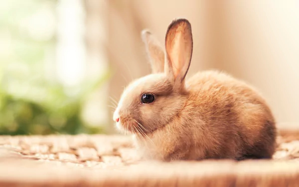 HD desktop wallpaper featuring a fluffy baby rabbit resting on a textured surface with a softly blurred natural background.