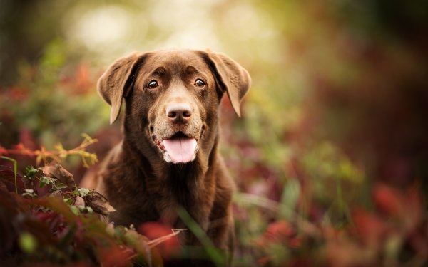 Animal Labrador Retriever Dogs Dog Muzzle Stare HD Wallpaper | Background Image