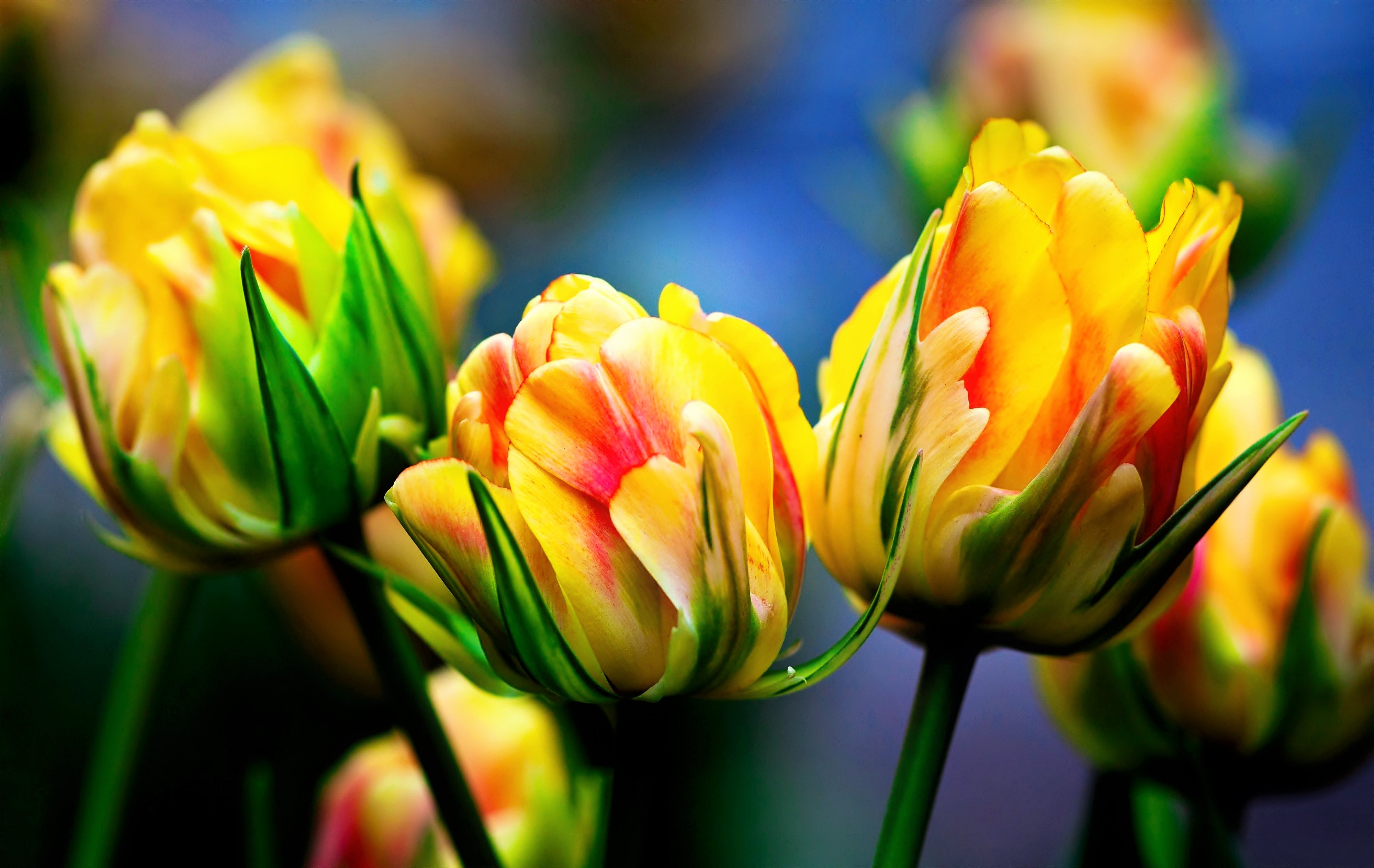 Download Yellow Flower Flower Nature Tulip 4k Ultra Hd Wallpaper