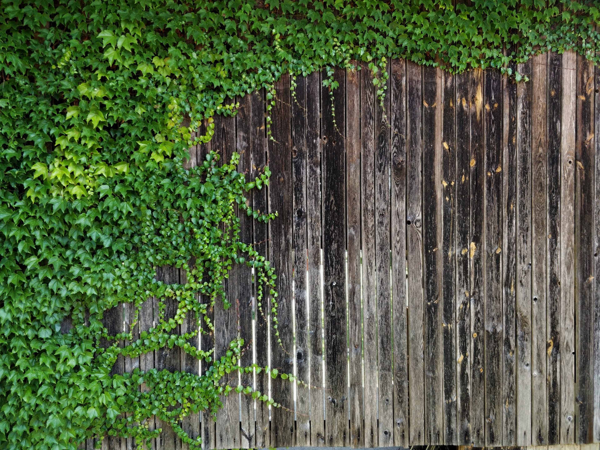 Wood with ivy by Sorogon