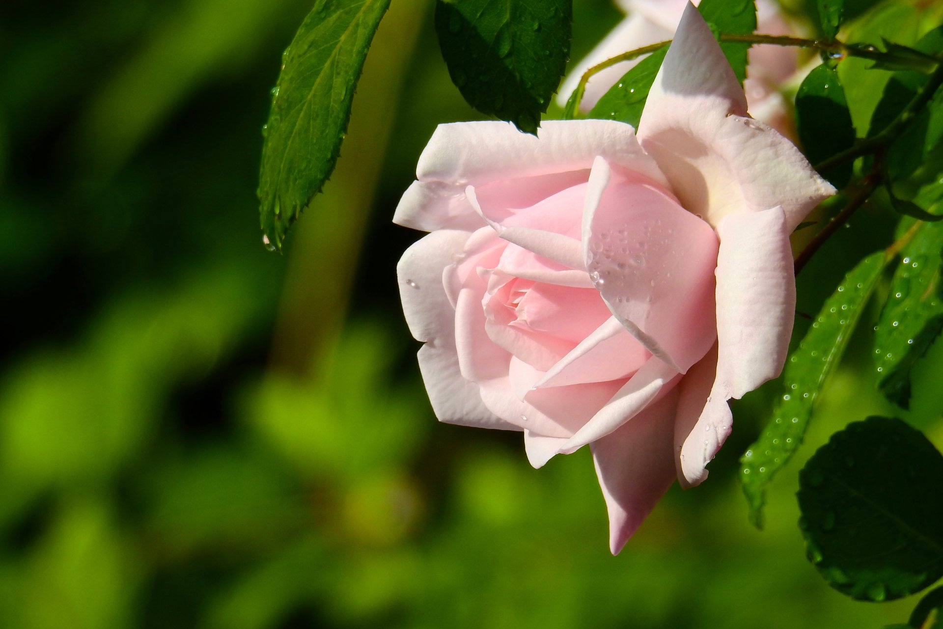 Розовая роза макро