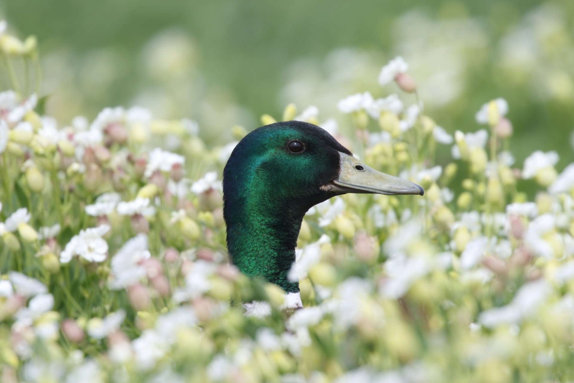 Close-up HD PC desktop wallpaper background: a male mallard duck (animal, bird) with an iridescent green head rising amid white wildflowers.
