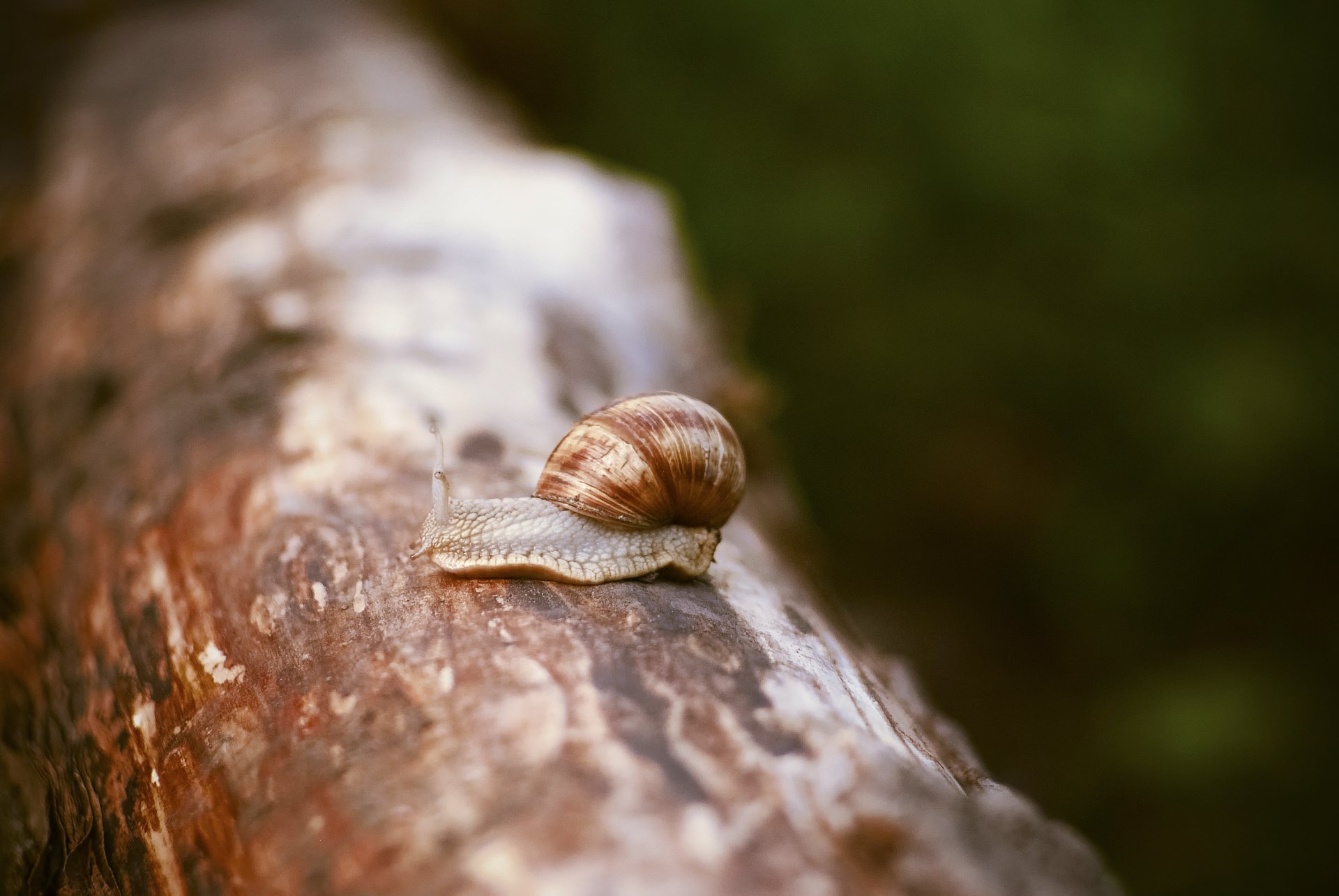 Download Macro Animal Snail HD Wallpaper