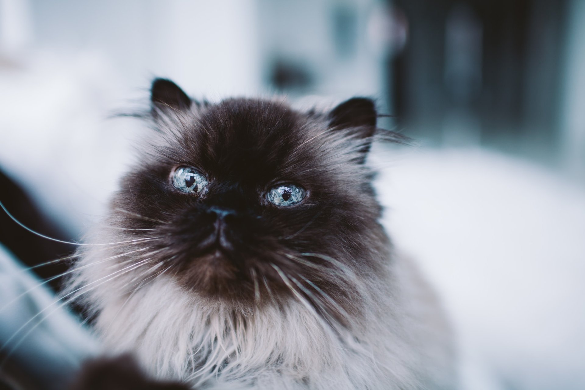 Download Blue Eyes Animal Cat HD Wallpaper