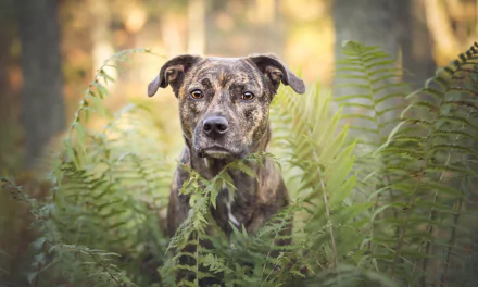 A bull terrier with a focused stare sits amidst green ferns, captured in sharp detail with a softly blurred depth of field, creating a serene HD desktop wallpaper.