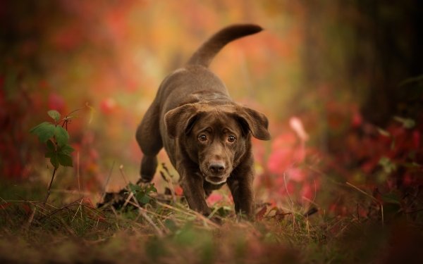 Animal Labrador Retriever Dogs Dog Puppy Baby Animal HD Wallpaper | Background Image
