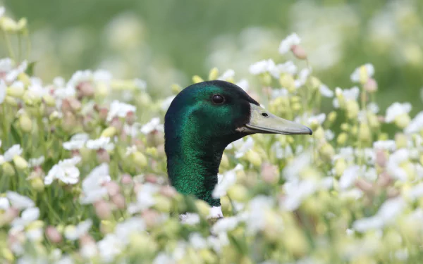 Close-up HD PC desktop wallpaper background: a male mallard duck (animal, bird) with an iridescent green head rising amid white wildflowers.