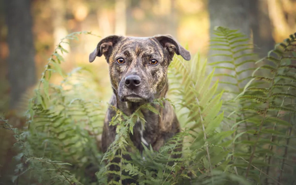 A bull terrier with a focused stare sits amidst green ferns, captured in sharp detail with a softly blurred depth of field, creating a serene HD desktop wallpaper.