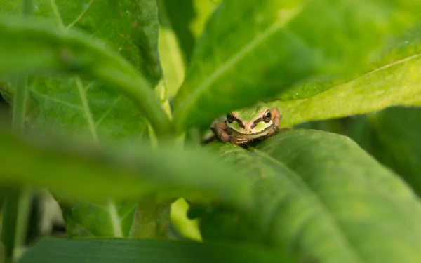 HD desktop wallpaper featuring a green frog camouflaged among vibrant green leaves, highlighting the beauty of amphibians in their natural habitat.