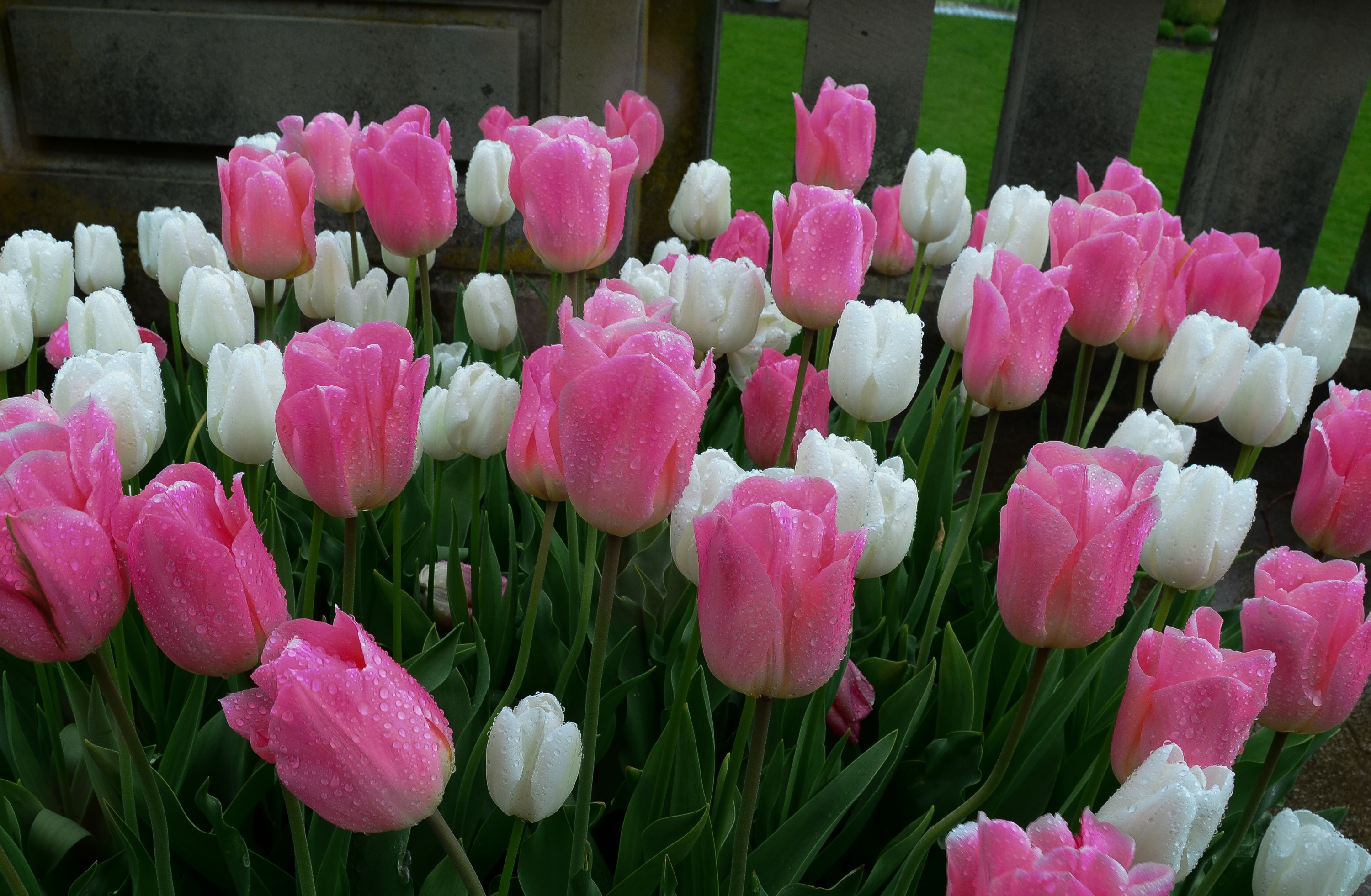 Pink and White Tulips