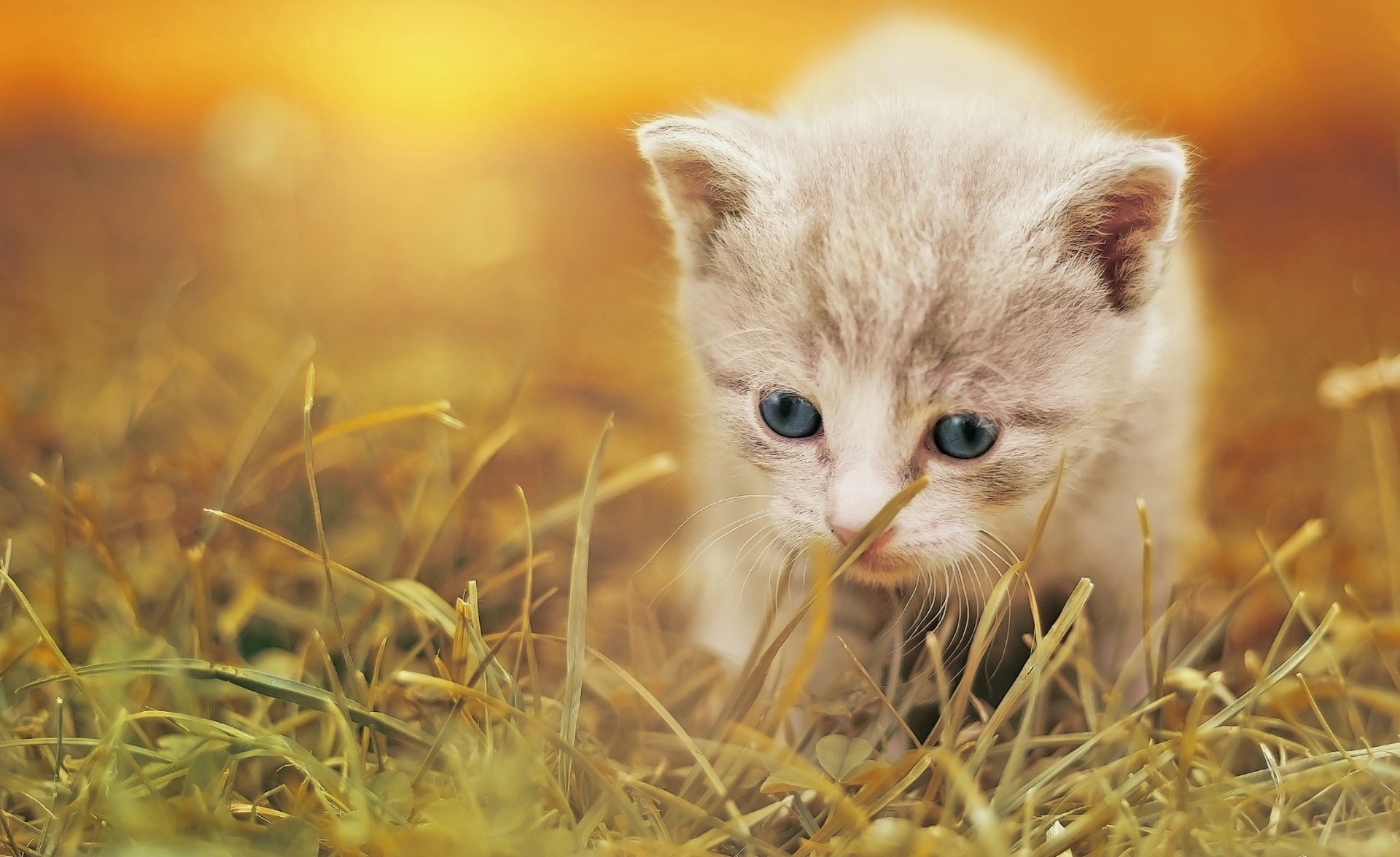 A baby kitten with blue eyes exploring grass, captured in an HD desktop wallpaper and background featuring warm, soft lighting.