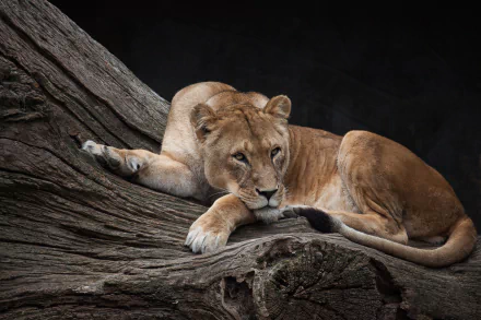 A lioness resting on a textured tree trunk, captured in stunning detail as a 4K Ultra HD PC desktop wallpaper showcasing the majesty of this animal.