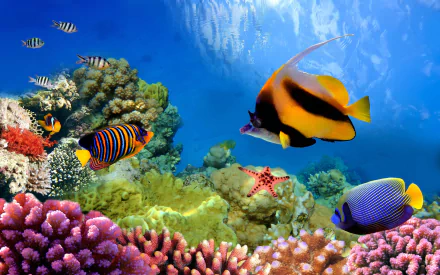 HD desktop wallpaper of the Great Barrier Reef featuring vibrant corals and colorful fish swimming underwater.