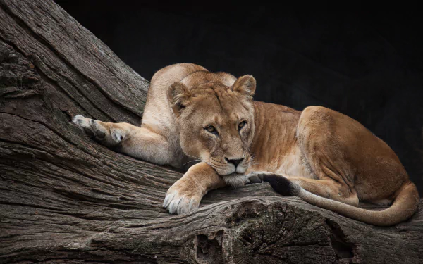 A lioness resting on a textured tree trunk, captured in stunning detail as a 4K Ultra HD PC desktop wallpaper showcasing the majesty of this animal.