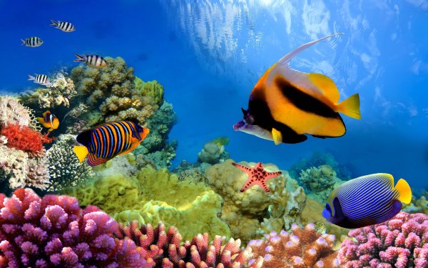 Animal Fish Fishes Colors Coral Great Barrier Reef Underwater HD Wallpaper | Background Image