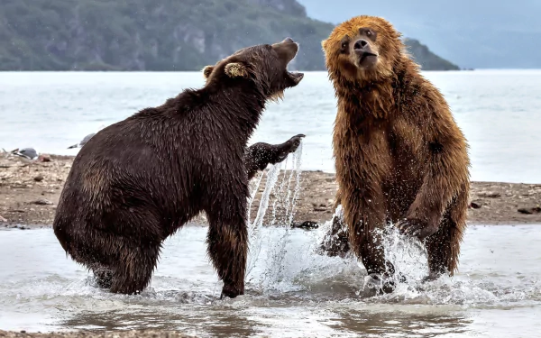 fight Animal bear HD Desktop Wallpaper | Background Image