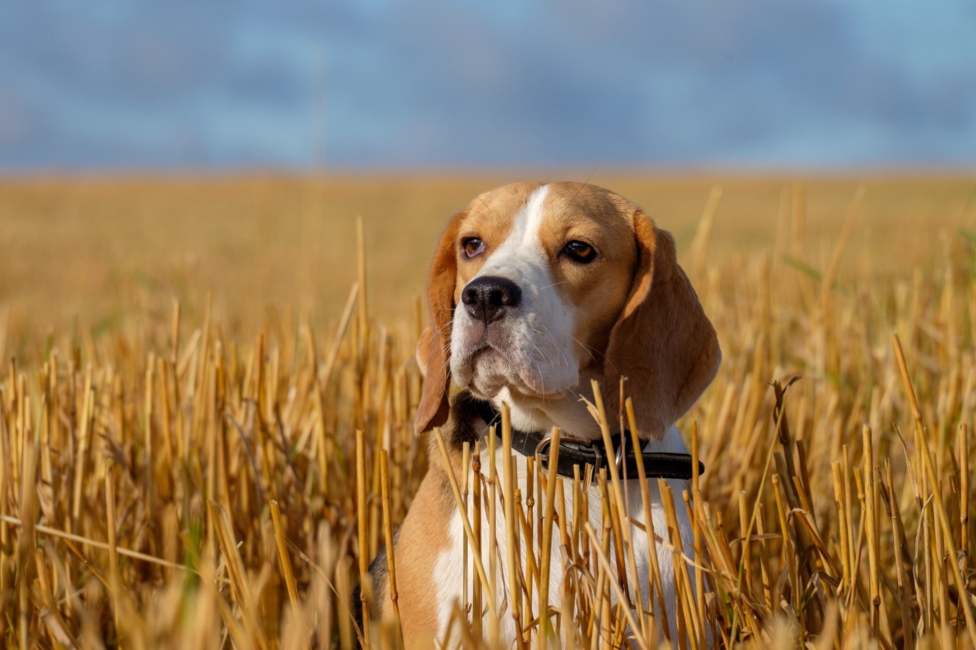 Download Depth Of Field Dog Animal Beagle HD Wallpaper