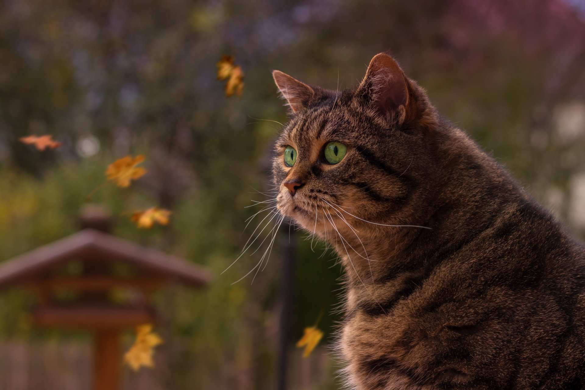 A close-up 4K Ultra HD image of a tabby cat with vivid green eyes, featuring a shallow depth of field that softly blurs the natural background and falling autumn leaves.