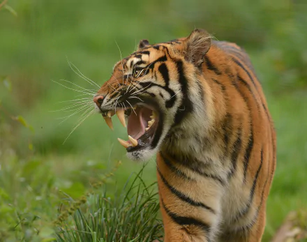 roar Animal tiger HD Desktop Wallpaper | Background Image