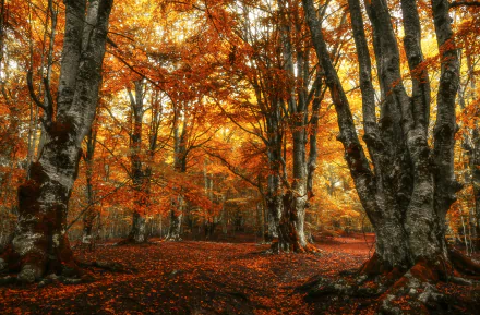 A vibrant fall forest scene with orange and red leaves, captured in stunning 4K Ultra HD, showcasing the beauty of nature in autumn.