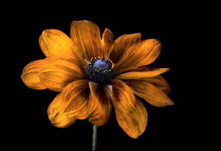  One Flower