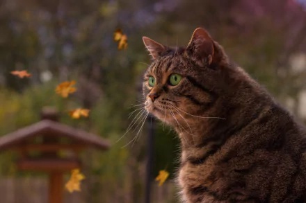 A close-up 4K Ultra HD image of a tabby cat with vivid green eyes, featuring a shallow depth of field that softly blurs the natural background and falling autumn leaves.