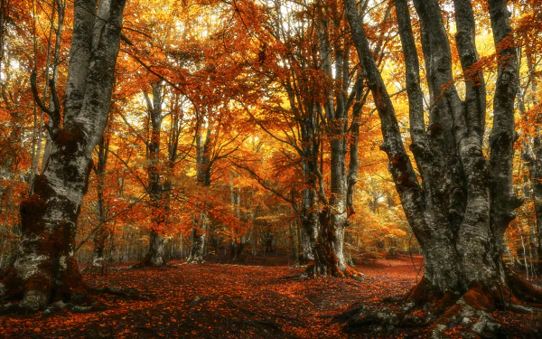 A vibrant fall forest scene with orange and red leaves, captured in stunning 4K Ultra HD, showcasing the beauty of nature in autumn.