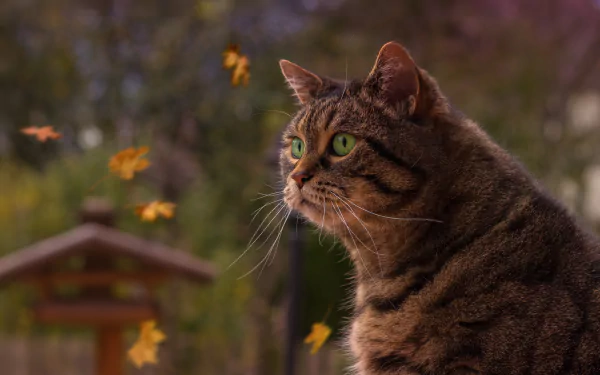 A close-up 4K Ultra HD image of a tabby cat with vivid green eyes, featuring a shallow depth of field that softly blurs the natural background and falling autumn leaves.