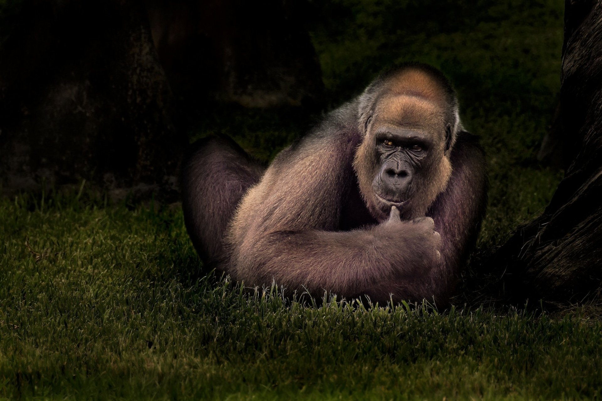 HD desktop wallpaper of a gorilla primate resting on grass against a dark natural background.