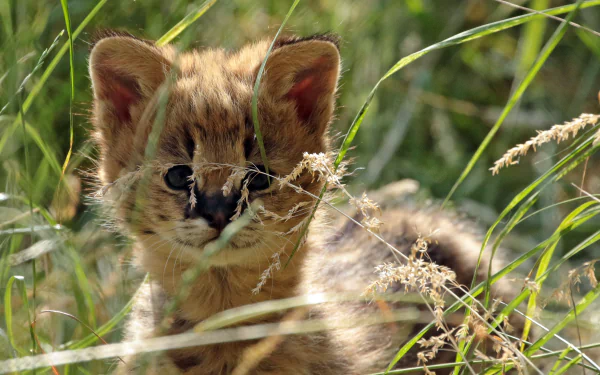 HD desktop wallpaper of a serval cub nestled in tall grass, showcasing the delicate features of this baby animal in its natural habitat.