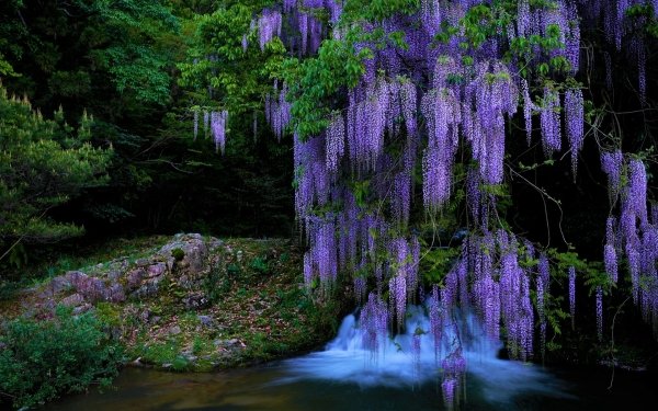 Tierra/Naturaleza Wisteria Flores Árbol Chorro Cascada Purple Flower Fondo de pantalla HD | Fondo de Escritorio