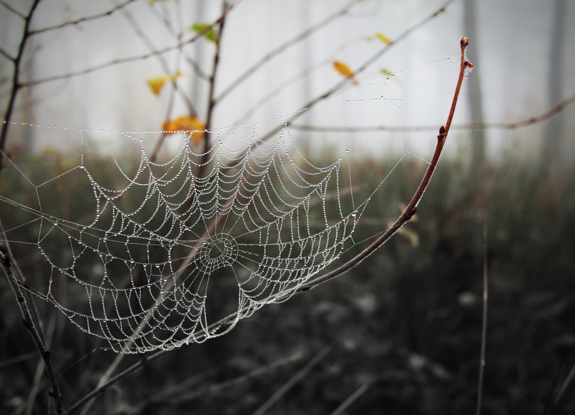 Macro photography of a spider web adorned with water drops, captured in high definition as a detailed PC desktop wallpaper and background.