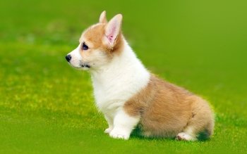 100 Corgi Papeis De Parede Hd Planos De Fundo