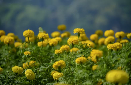 A vibrant field of yellow marigold flowers in summer, captured with a shallow depth of field, creating a serene HD desktop wallpaper and background.
