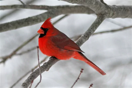 A vibrant northern cardinal bird perched on a bare branch during winter, captured in HD for a crisp PC desktop wallpaper and background.