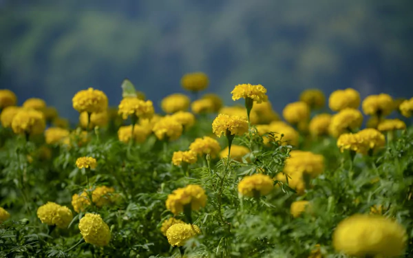A vibrant field of yellow marigold flowers in summer, captured with a shallow depth of field, creating a serene HD desktop wallpaper and background.
