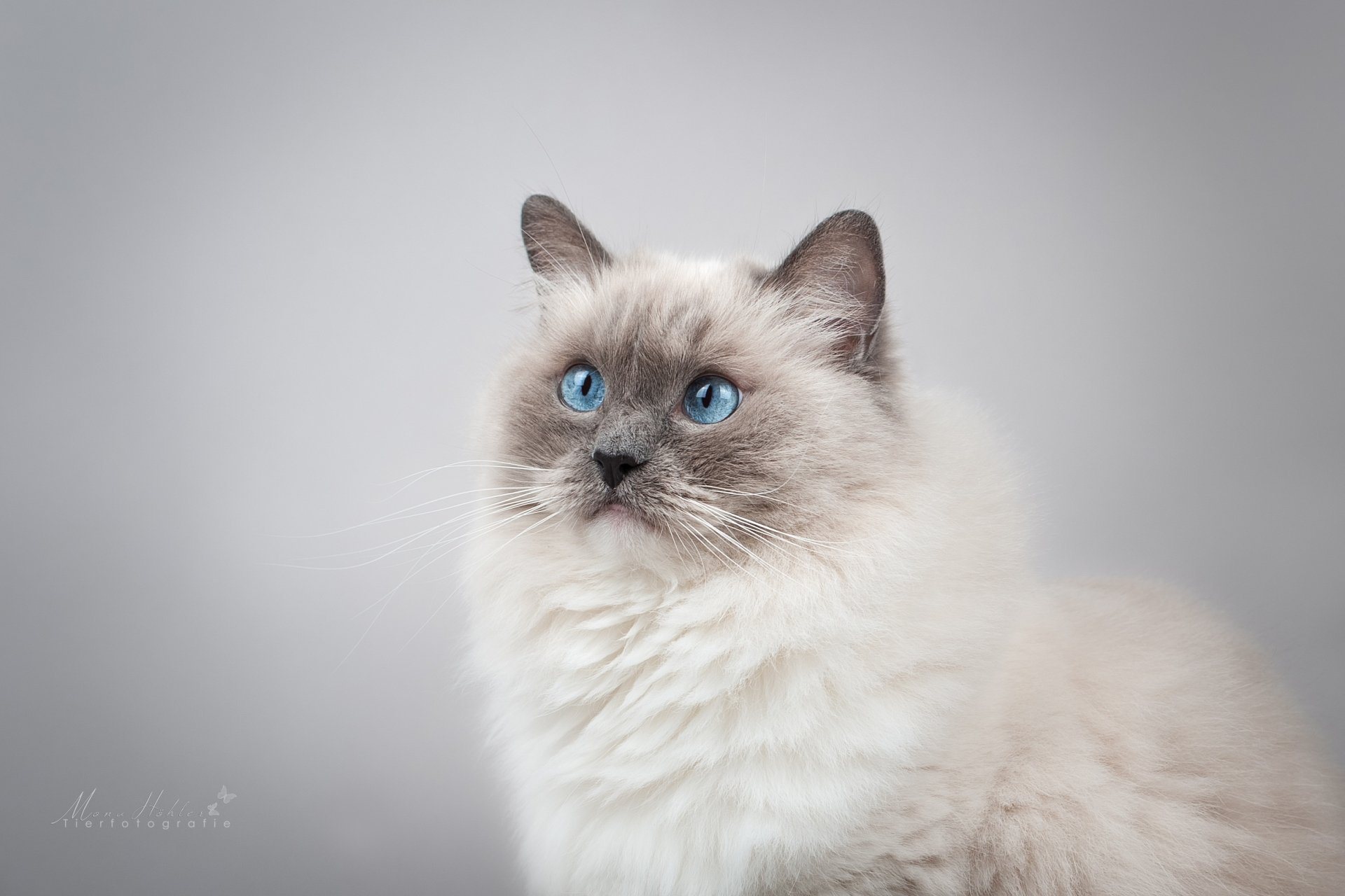 Portrait of a fluffy white cat with striking blue eyes against a soft gray background, captured in HD quality for a stunning PC desktop wallpaper.