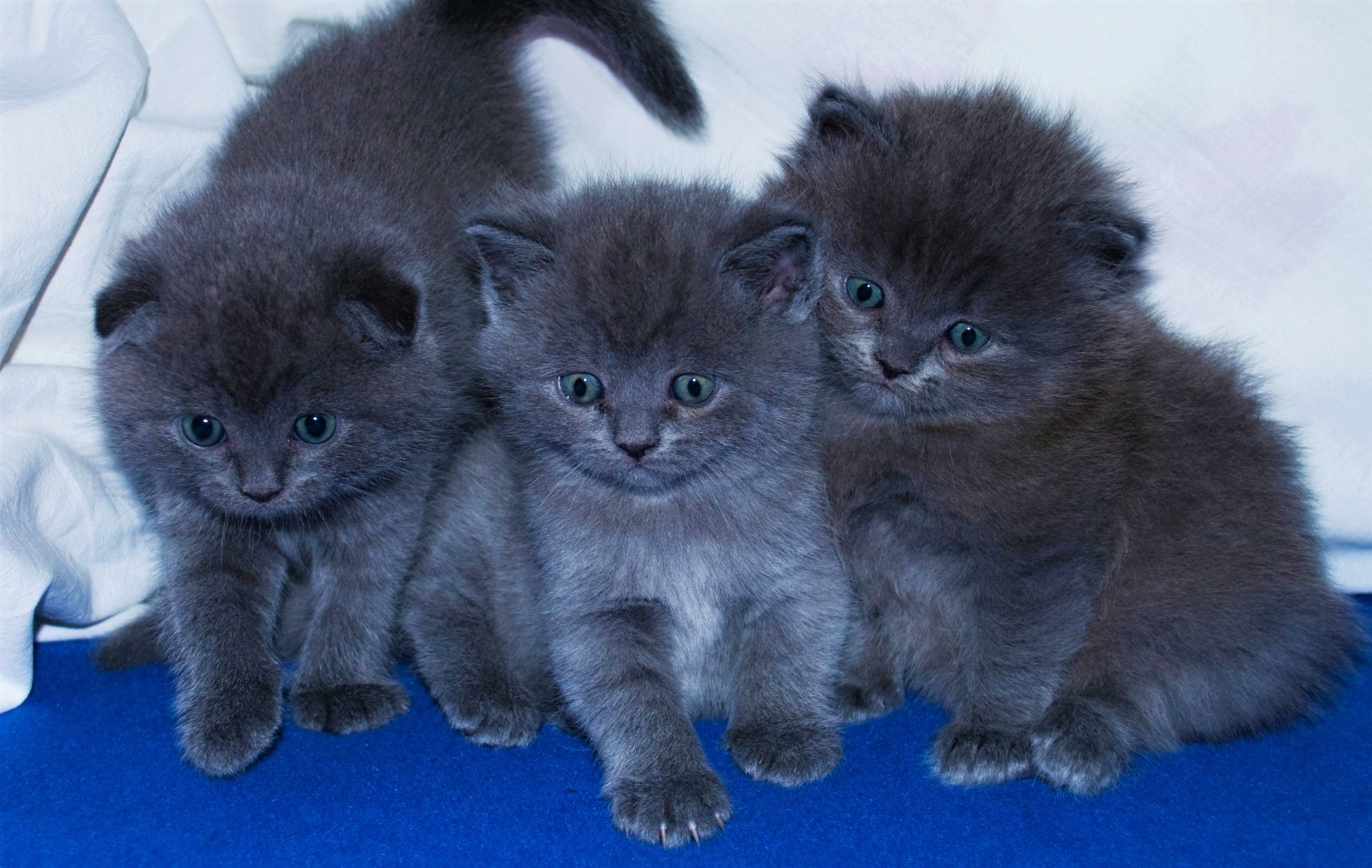 A high-definition desktop wallpaper showcasing three adorable, fluffy kittens with blue eyes sitting together, creating a cute and heartwarming animal background.