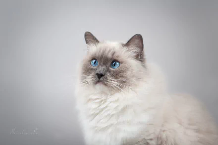 Portrait of a fluffy white cat with striking blue eyes against a soft gray background, captured in HD quality for a stunning PC desktop wallpaper.