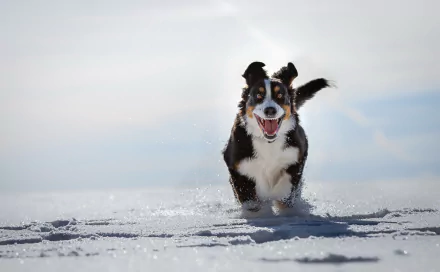 A Bernese Mountain Dog sennenhund joyfully runs through snow with shallow depth of field, captured in HD for a vivid PC desktop wallpaper background.