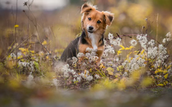 A cute puppy sits in a field of autumnal wildflowers, creating a beautiful HD desktop wallpaper and background.