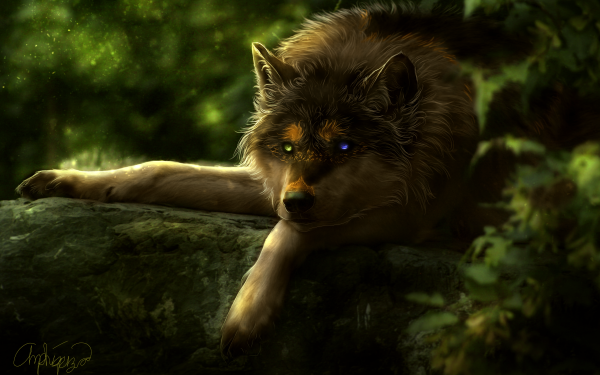 Animal Wolf Wolves Heterochromia HD Wallpaper | Background Image