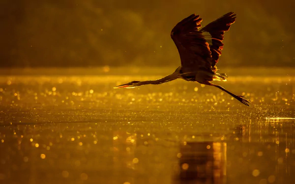 A heron in mid-flight over water with golden bokeh reflections, captured in sharp depth of field, creating a serene HD desktop wallpaper background.