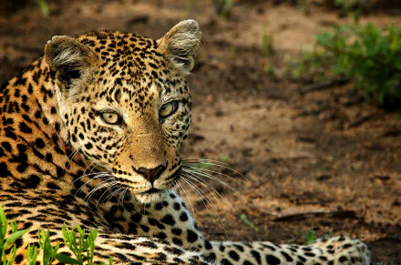 An HD desktop wallpaper featuring a leopard staring intensely, with a natural background of vegetation and soil.