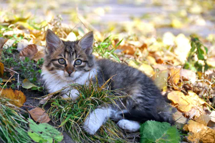 A cute kitten lying among fallen leaves in a natural outdoor setting, captured in HD for a vibrant PC desktop wallpaper background.