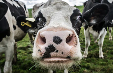 dairy cow close-up Animal cow HD Desktop Wallpaper | Background Image
