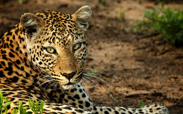An HD desktop wallpaper featuring a leopard staring intensely, with a natural background of vegetation and soil.