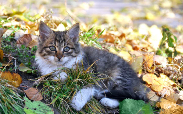 A cute kitten lying among fallen leaves in a natural outdoor setting, captured in HD for a vibrant PC desktop wallpaper background.